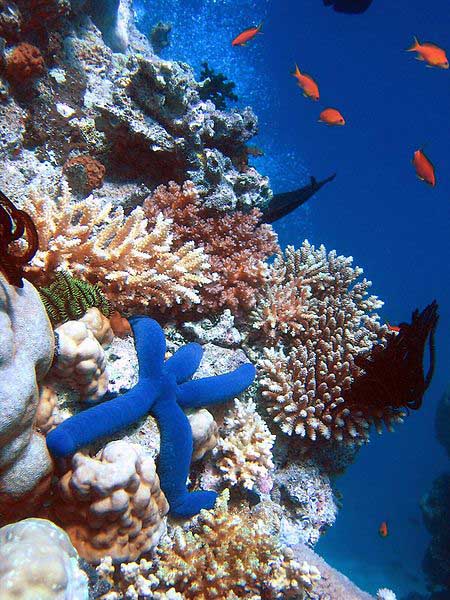 greatbarrierreefstarfishblue