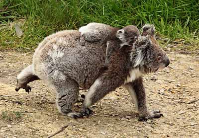koalababy