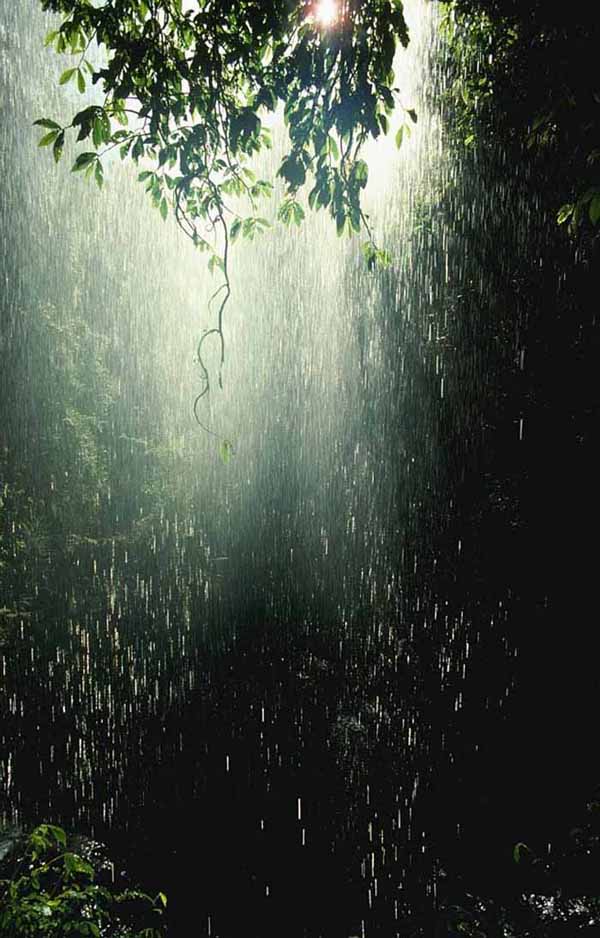 australia_rainforest