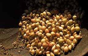 dogononions