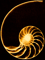 goldenspiralshell