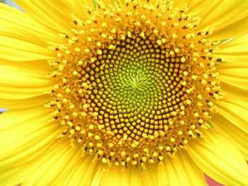 sg_sunflower